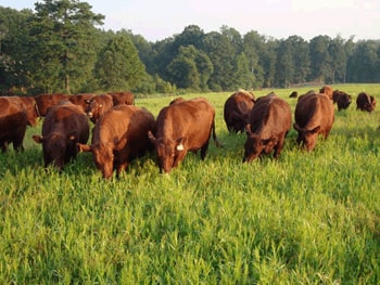 Trinity Farms cattle on pasture