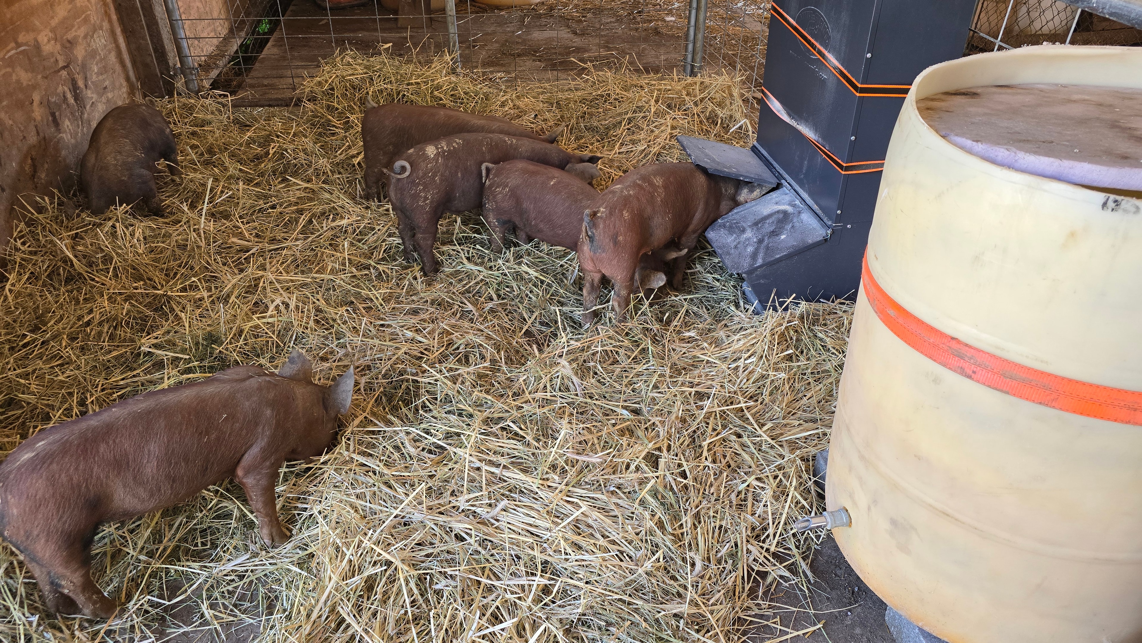 Pigs at Trinity Farms